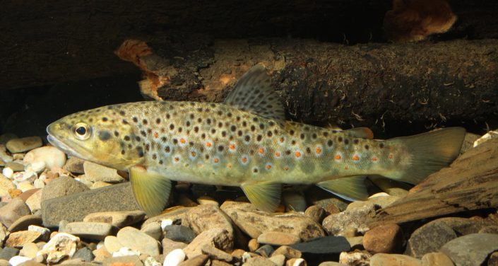 Die Bachforelle ARGE Ahr e.V.